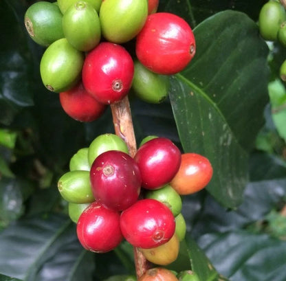 Certified San Ramon Coffee Seeds (Coffea sp.) – Rare Dwarf Bourbon-Type Coffee Bean Seeds for Planting (120+ Pcs)