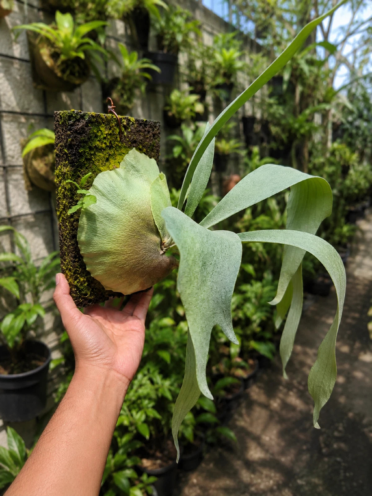 Rare Platycerium Bifurcatum sp. White - Premium Mounted Tropical Epiphytic Houseplant