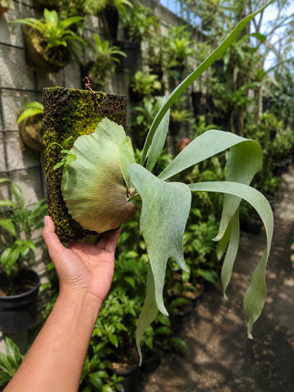 Rare Platycerium Bifurcatum sp. White - Premium Mounted Tropical Epiphytic Houseplant
