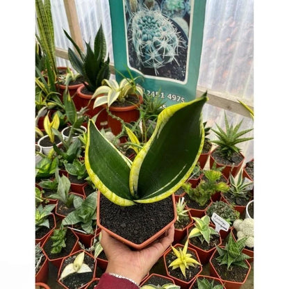 Sansevieria Trifasciata 'Black Gold' – Rare Tropical Variegated Golden Edge Snake Plant Indoor Living Specimen