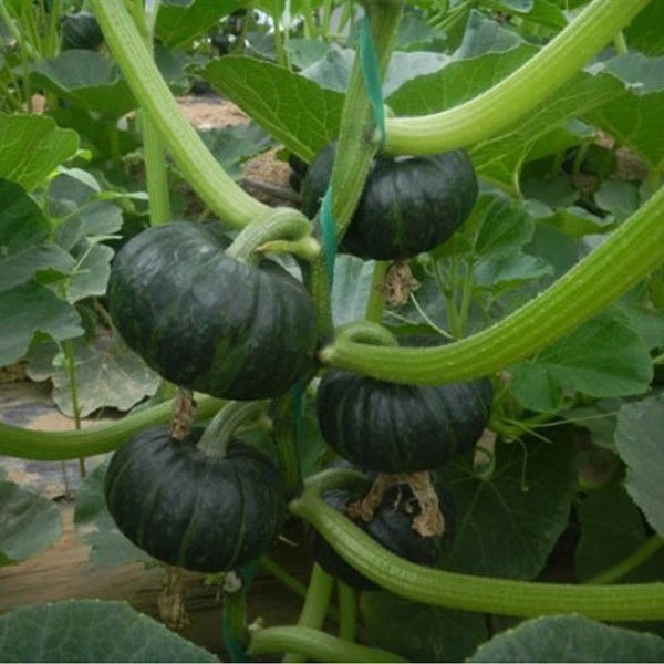 Green Kabocha Squash Seeds (Cucurbita maxima) – 100++ Premium Heirloom Sweet Japanese Pumpkin / Winter Squash Seeds