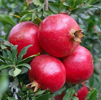 Ruby Pomegranate Seeds (Punica granatum 'Ruby') – 100+ Premium Fresh Rare Gem-Tone Crimson Ruby Pomegranate Seeds