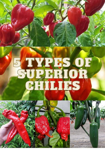 Superior Chili Seeds 25+ pcs Bundle (Capsicum spp.) – 5-Cultivar Garden Package Premium Certified Hot Pepper Plant Seeds for Planting
