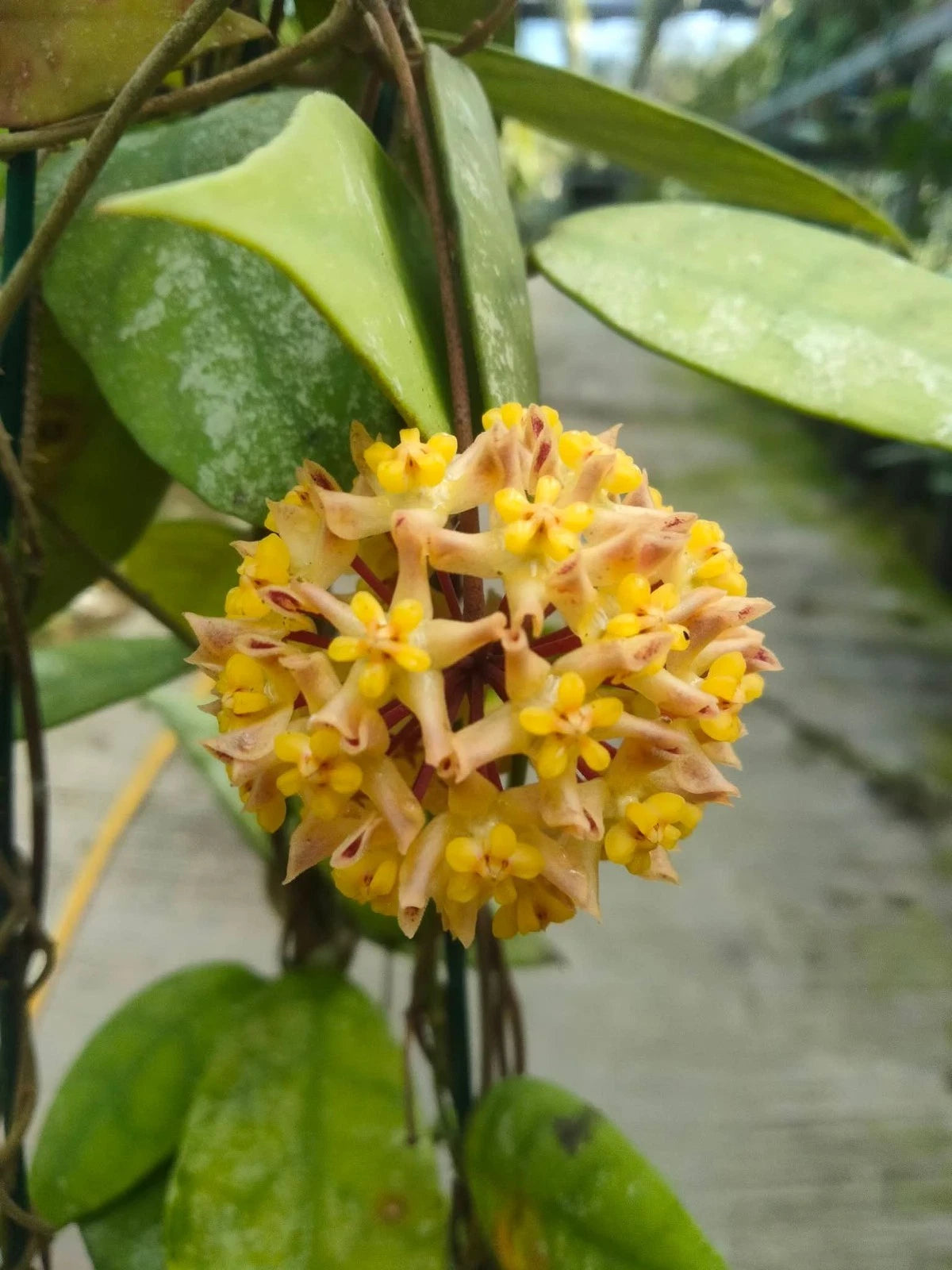 Hoya Cornerii - Rare & Unique Tropical Wax Plant