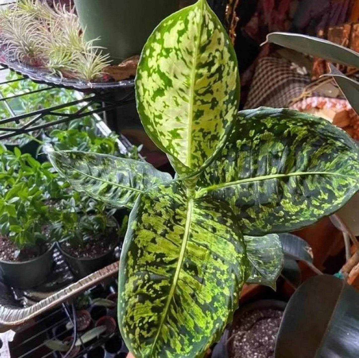 Dieffenbachia 'Reflector' – Rare Tropical Statement Plant
