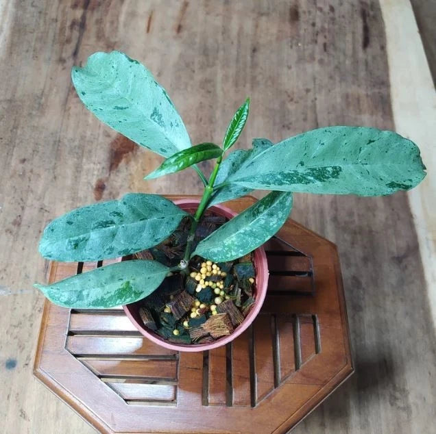 Stunning Hoya Occultata Silver – Rare Tropical Indoor & Outdoor Wax Plant
