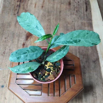 Stunning Hoya Occultata Silver – Rare Tropical Indoor & Outdoor Wax Plant