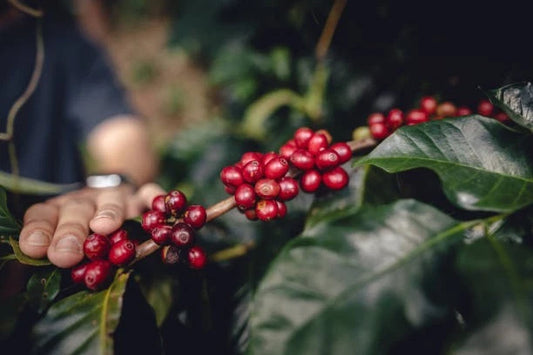 Villa Sarchi Coffee Seeds (120+ Bulk Seeds, Coffea sp.) – Rare Costa Rican Heirloom Bourbon Mutation Gourmet Coffee Bean Plant Seeds for Planting