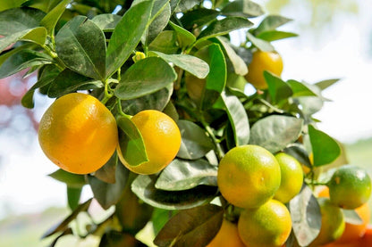 Calamansi Orange Seeds 2,000+ (Citrus microcarpa) – Bulk Acid Citrus Fruit Tree & Calamondin Seeds for Planting