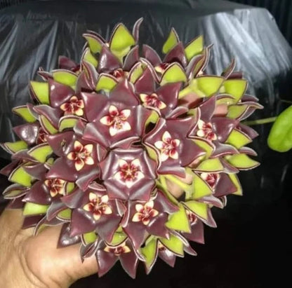 Rare Hoya Eriostemma Sp. Papua Seeds (Hoya sp. Papua) – Exotic Tropical Indoor & Outdoor Wax Plant Seeds for Planting