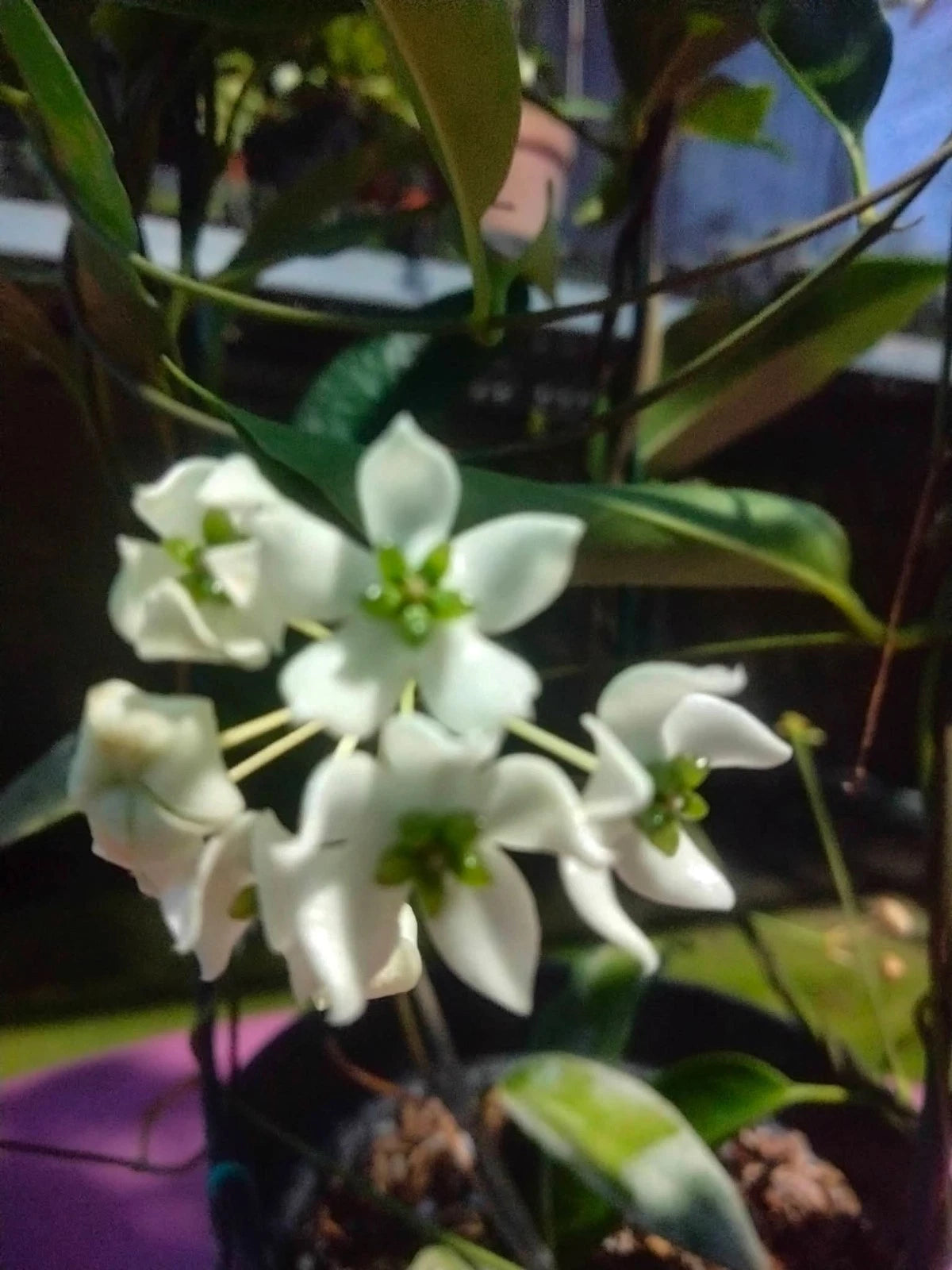 Hoya Chloroleuca - Elegant & Rare Tropical Wax Plant