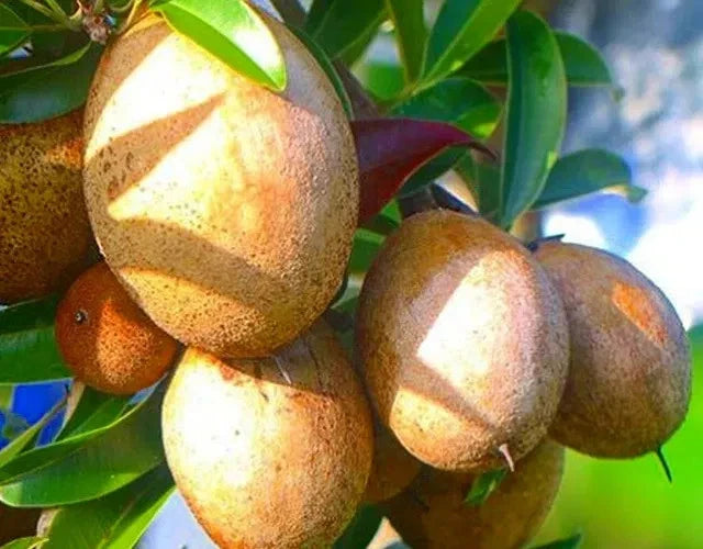 Premium Silas Wood Sapodilla Seeds (Manilkara zapota var. Silas Wood) – Exotic Sweet Chico Zapote Fruit Seeds for Planting (35 Pcs)