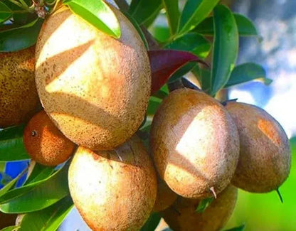 Premium Silas Wood Sapodilla Seeds (Manilkara zapota var. Silas Wood) – Exotic Sweet Chico Zapote Fruit Seeds for Planting (35 Pcs)