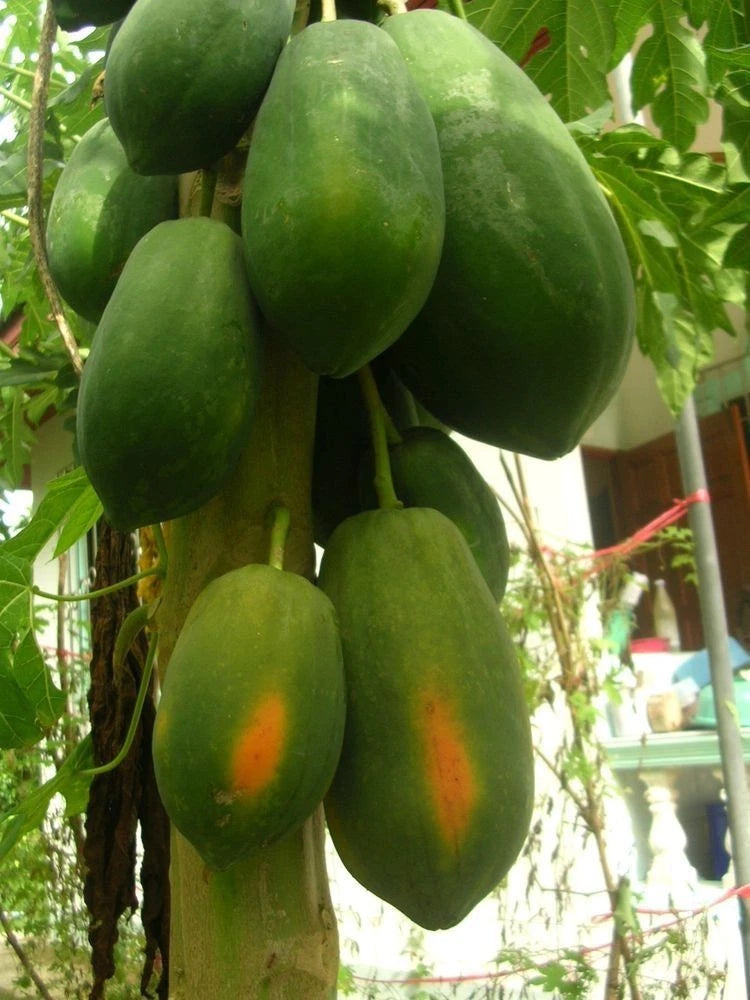 Red Thailand Papaya Seeds (Carica papaya) – 150 Premium Red Papaya Seeds