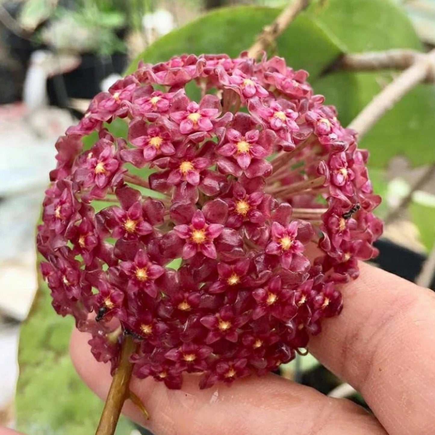 Rare Hoya Glabra Red - Premium Massive Leaf Exotic Tropical Wax Plant