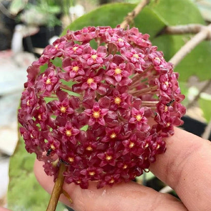 Rare Hoya Glabra Red - Premium Massive Leaf Exotic Tropical Wax Plant
