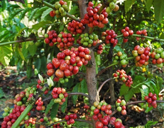 Yirgacheffe Coffee Seeds (Coffea arabica var. Yirgacheffe / Legendary Ethiopian Highland Heirloom) – Premium Gourmet Specialty Coffee Plant Seeds for Planting