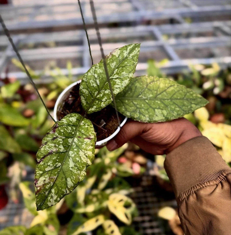 Hoya SP Aceh Bara Rare Wax Plant | Tropical Indoor Outdoor Houseplant | Exotic Collector Hoya