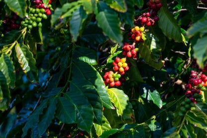 Pacas Coffee Seeds (Coffea arabica var. Pacas) – Premium Certified High-Yield Specialty Salvadoran Gourmet Coffee Bean Seeds for Planting (120+ Pcs)