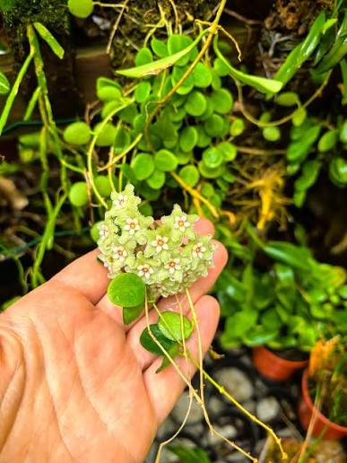 Hoya Oligantha Live Plant - Rare Tropical Wax Plant