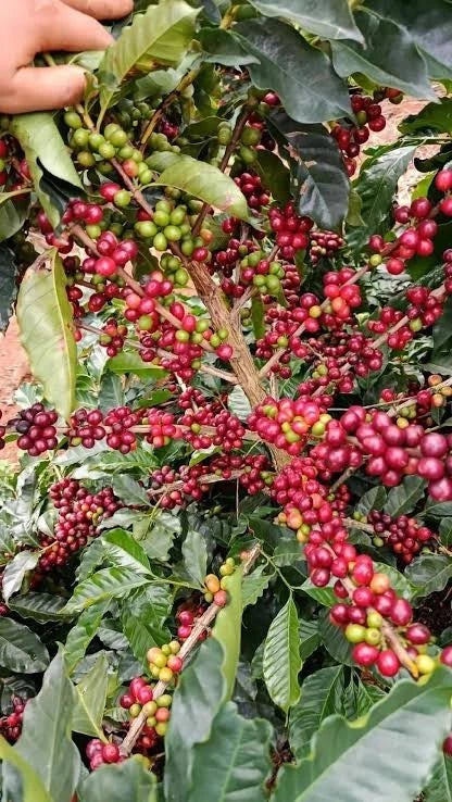 Premium Wolisho Coffee Seeds (Coffea arabica var. Wolisho) – Heirloom Ethiopian Specialty Coffee Bean Seeds for Planting (Batch Seeds)