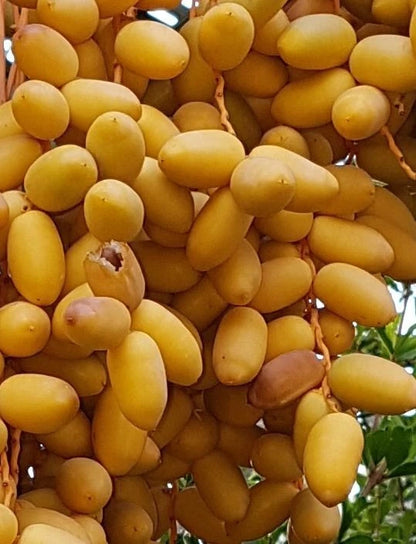 Deglet Noor Date Palm Seeds (Phoenix dactylifera) – 35+ Premium Algerian-Heirloom Honey-Sweet Royal Queen of Dates Seeds