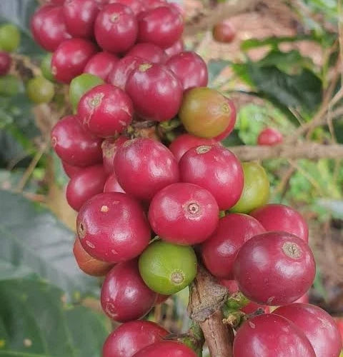 Sidra Pink Coffee Seeds (Coffea arabica var. Sidra) – Certified Heirloom Specialty Coffee Beans for Planting