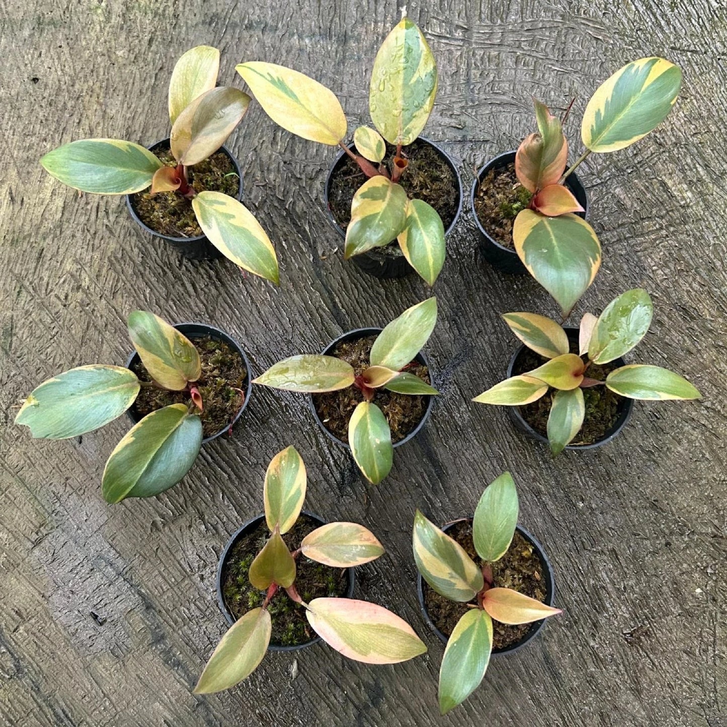 Philodendron 'Black Cardinal' Variegata – Ultra-Rare Aroid