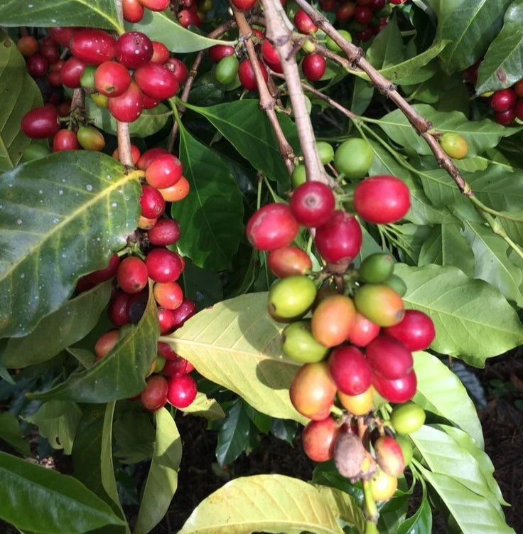 Hybrid Timor Coffee Seeds (Coffea sp. / 120+ Premium Natural Arabica-Robusta Hybrid Coffee Bean Seeds) – Premium Botanical Specimen Plant Seeds for Planting