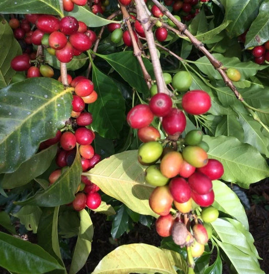Hybrid Timor Coffee Seeds (Coffea sp. / 120+ Premium Natural Arabica-Robusta Hybrid Coffee Bean Seeds) – Premium Botanical Specimen Plant Seeds for Planting