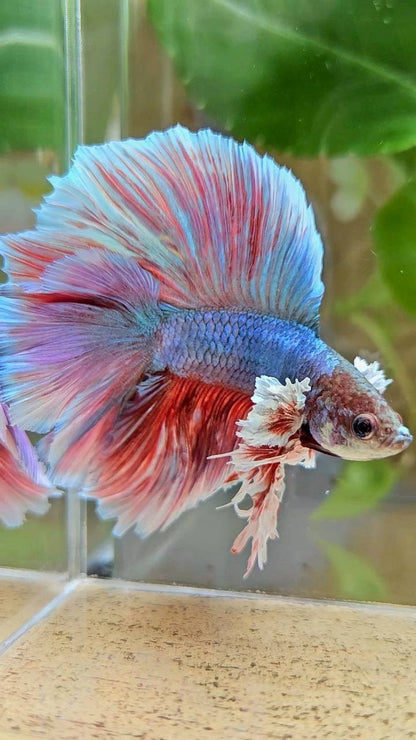 Rare King Halfmoon Double Tail Blue Red Shine - Premium Import Betta Fish