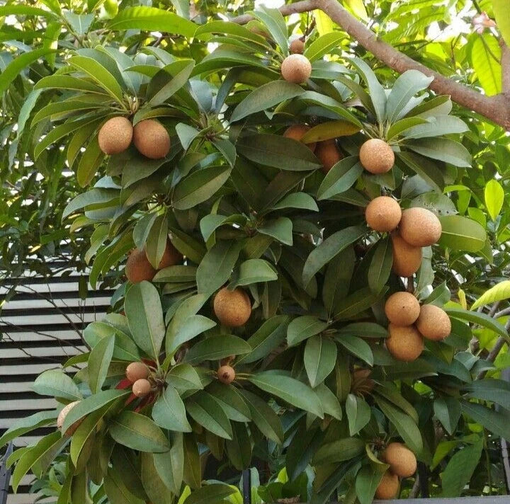 Morena Sapodilla Seeds (Manilkara zapota) – 35+ Premium Rare Large Sweet Chikoo Seeds