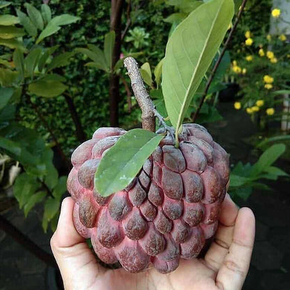 1,000+ Red Sugar Apple Seeds (Annona squamosa) | Rare Red Custard Apple | Tropical Fruit Tree