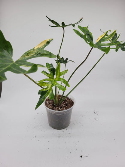 Philodendron Java Beauty Variegated | Rare Variegated Philodendron | Tropical Indoor Houseplant