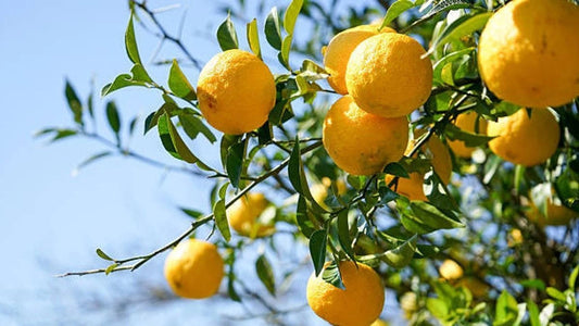 Yuzu Citrus Seeds (Citrus junos / 100+ Premium Japanese Yuzu Fruit Seeds) – Premium Exotic Botanical Specimen Plant Seeds for Planting