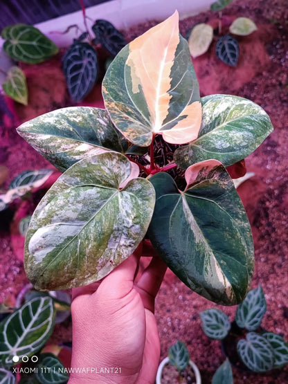 Anthurium 'Black Venom' x 'Dressleri' Variegated - Elite Collector’s Hybrid