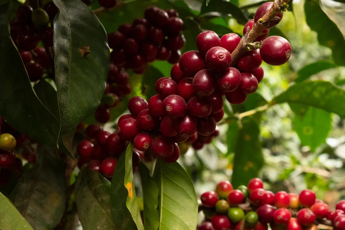 Hybrid H3 Coffee Seeds (Coffea arabica var. Hybrid H3) – Premium Disease-Resistant Specialty Coffee Plant Seeds for Planting