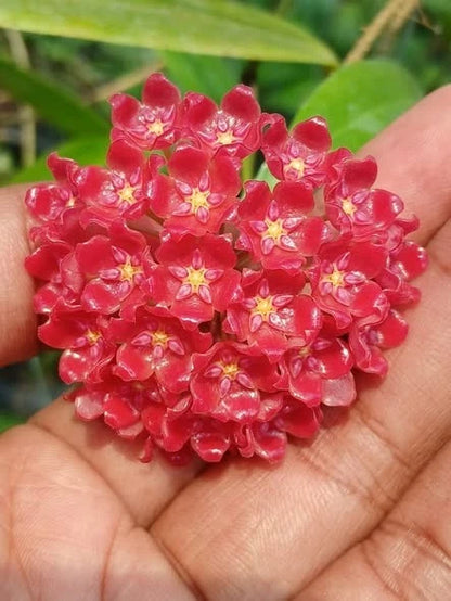 Hoya Ilagiorum Seeds (Hoya ilagiorum / Rare Philippine Tropical Wax Plant Seeds) – Premium Exotic Botanical Specimen Plant Seeds for Planting