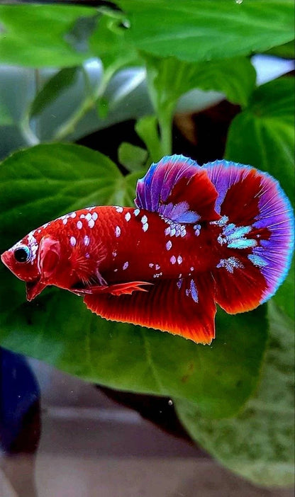Rare Plakat Red Purple Galaxy RPG - Premium Import Betta Fish From Indonesia