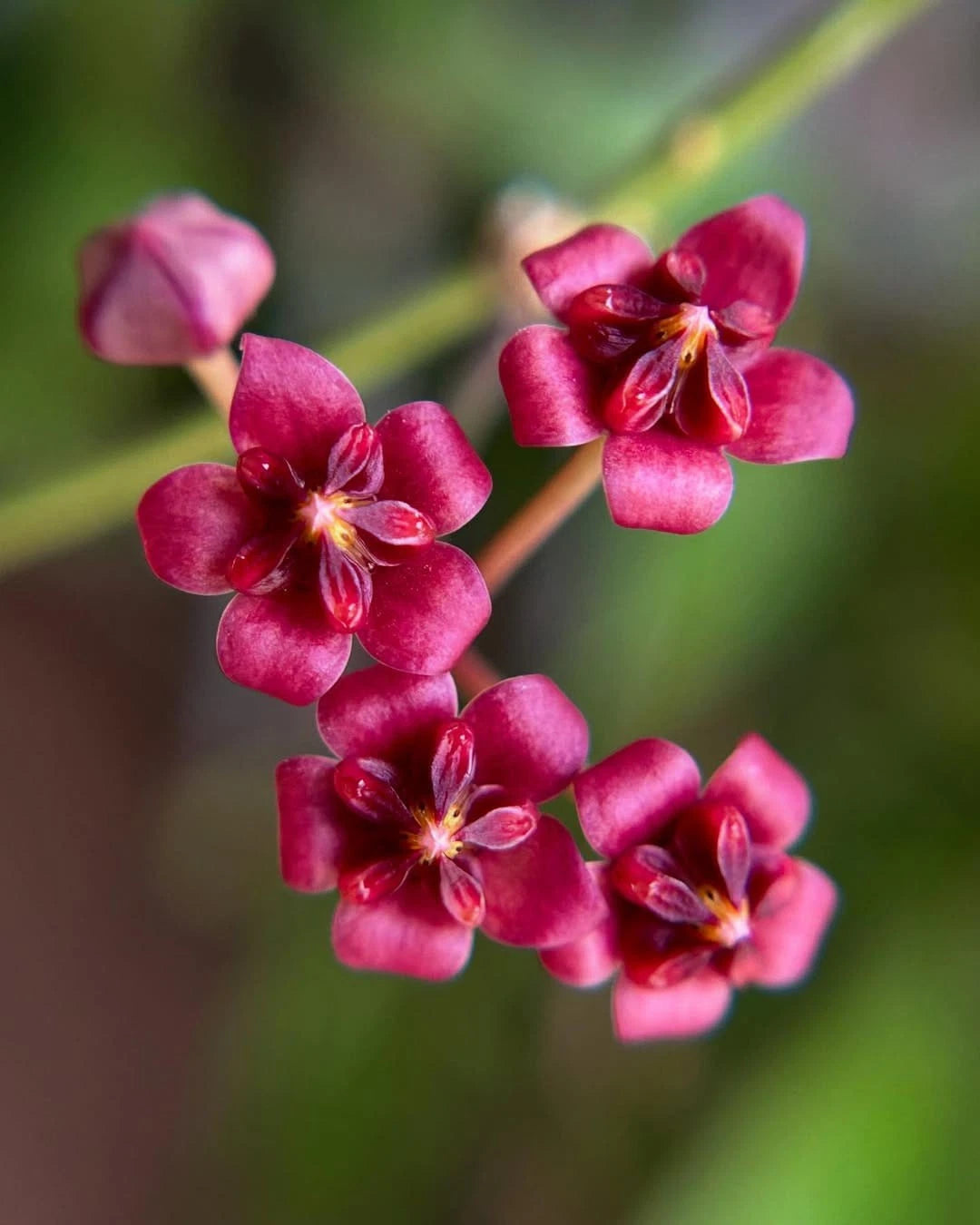 Rare Hoya Lucardenasiana Live Plant - Premium Exotic Tropical Wax Plant