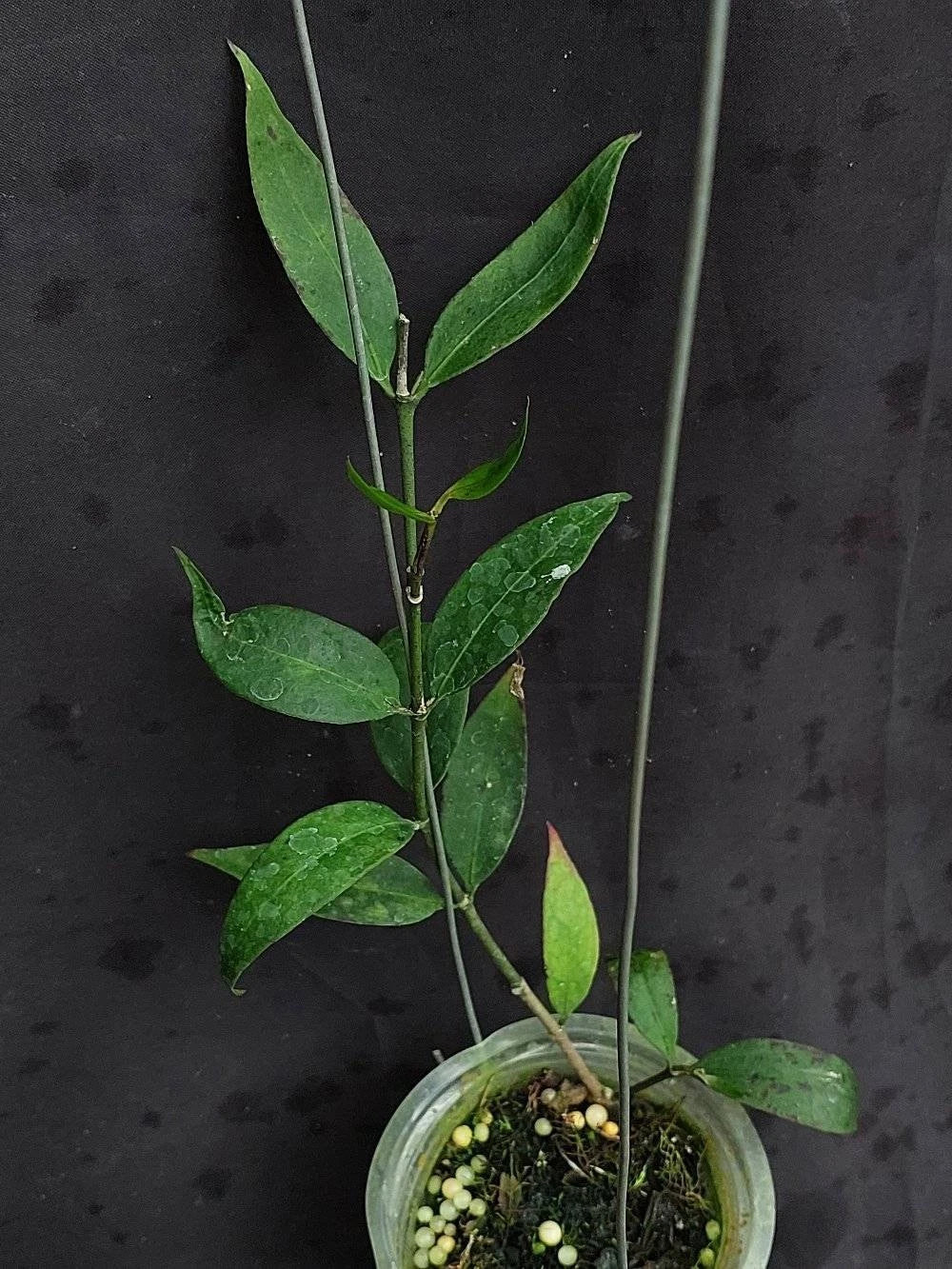 Hoya sp. Liwa – Rare Tropical Indoor Outdoor Wax Plant Cutting / Live Plant Specimen