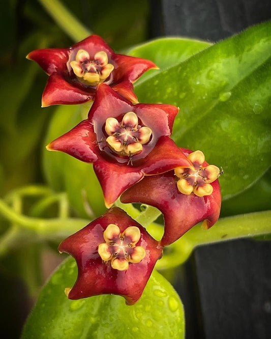 Hoya Madulidii SP Papua Rare Tropical Wax Plant (Papuan Endemic Epiphytic Vine Specimen) – Premium Botanical Houseplant Seeds & Cuttings for Growing