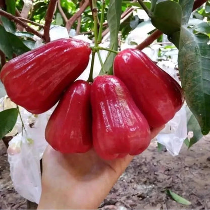Red Kusuma Water Apple (Java Apple) Grafted Fruit Tree - Premium Tropical Wax Apple
