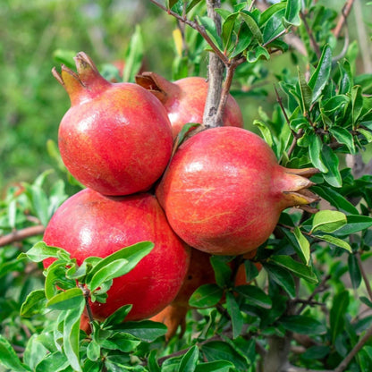 Premium Parfianka Pomegranate Seeds (Punica granatum 'Parfianka') – Fresh Rare Exotic Soft-Seeded Sweet-Tart Deep Red Grenadine Pomegranate Seeds for Planting