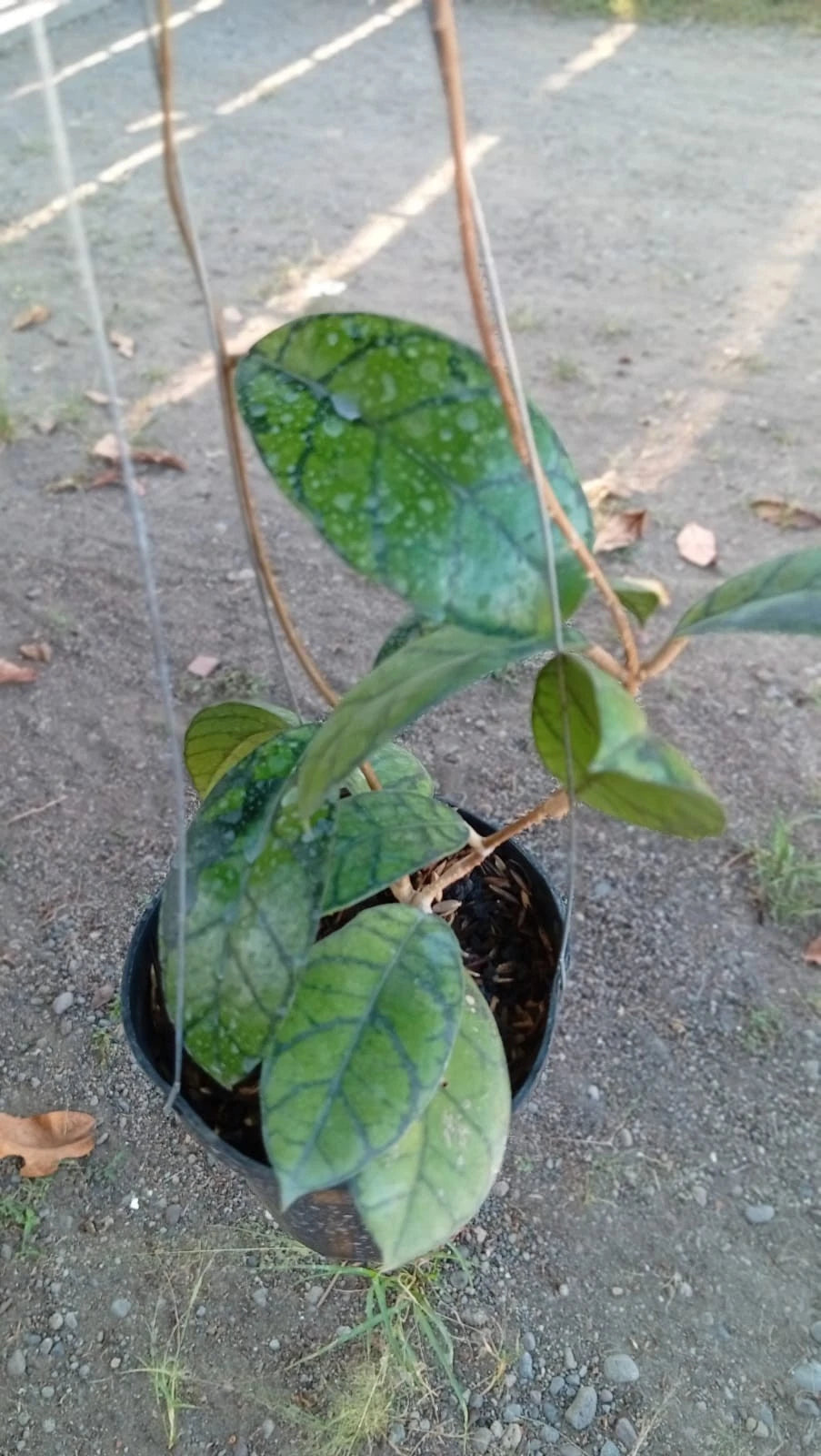 Rare Hoya Callistophylla Obsidian - Premium Dark Vein Exotic Tropical Wax Plant