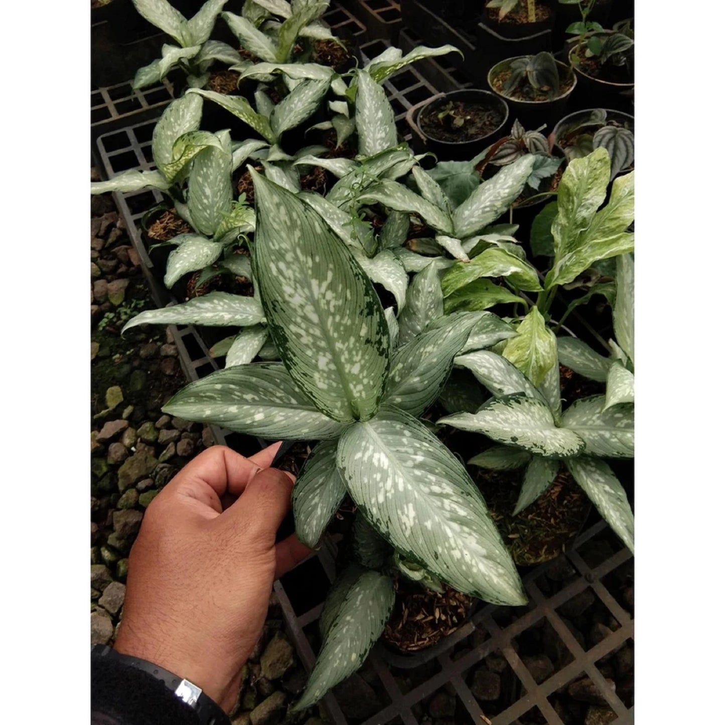 Dieffenbachia maculata 'Tropical Tiki' – Variegated Dumb Cane