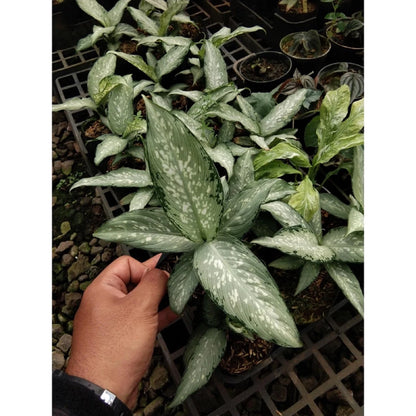 Dieffenbachia maculata 'Tropical Tiki' – Variegated Dumb Cane