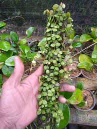 Dischidia Nummularia “Java” | Rare Tropical Trailing Plant | Very Beautiful Leaves | Exotic Houseplant