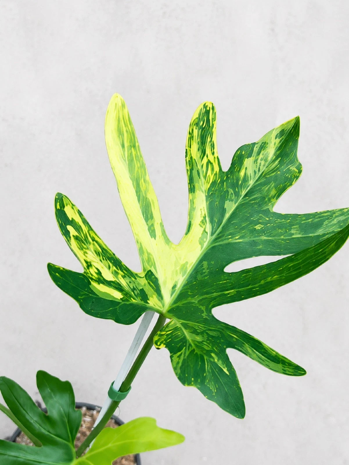 Rare Thaumatophyllum adamantinum 'Variegata' - Exquisite Variegated Tropical Aroid