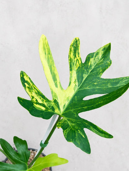 Rare Thaumatophyllum adamantinum 'Variegata' - Exquisite Variegated Tropical Aroid